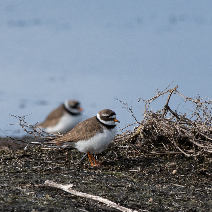 Common ringed plover